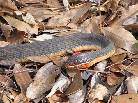 orange belly snake nc